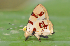 Anteros formosus