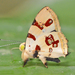 Mariposa Diamantina Hermosa - Photo (c) Dave Wendelken, algunos derechos reservados (CC BY-NC), uploaded by Dave Wendelken