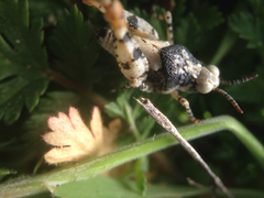 Cibolacris parviceps