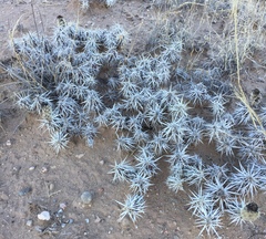 Grusonia clavata