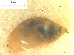 Glyptophysa variabilis