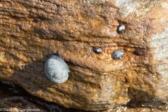 Nerita atramentosa