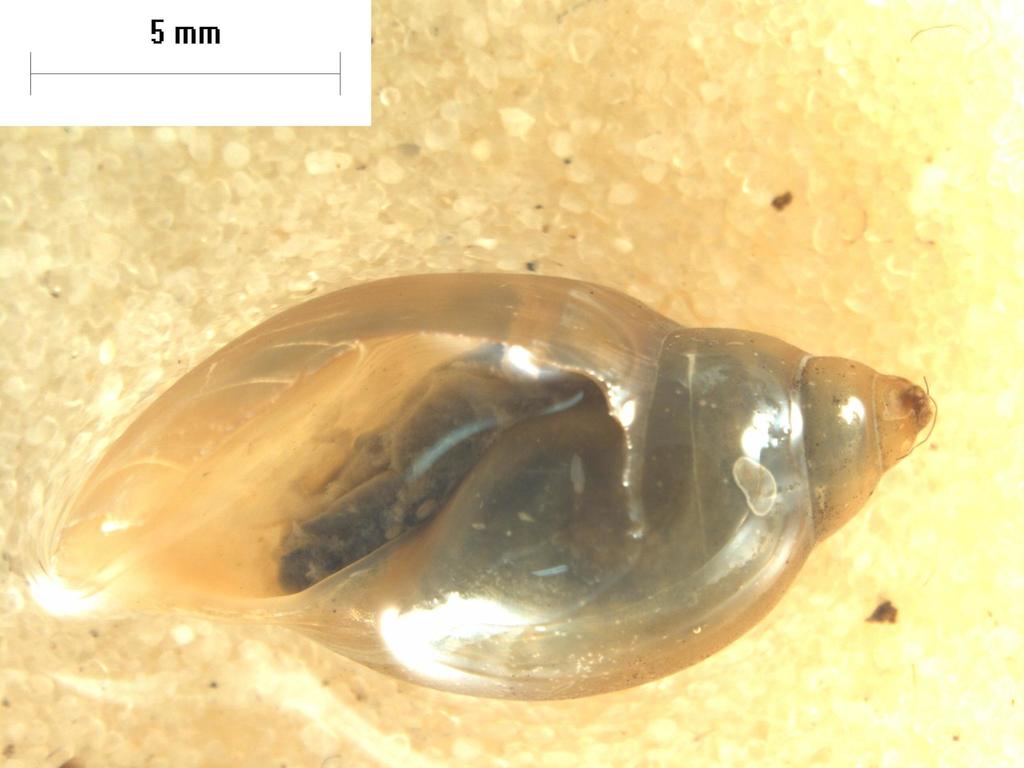 Glyptophysa variabilis