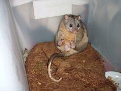 Scaly-Tailed Possum photo 4
