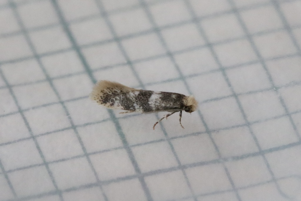 Infurcitinea teriolella