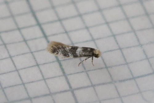 Infurcitinea teriolella