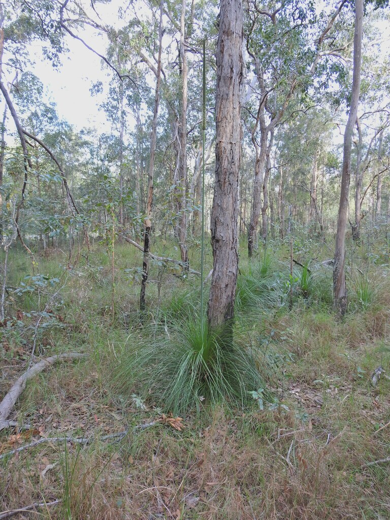 Xanthorrhoea latifolia A.T.Lee