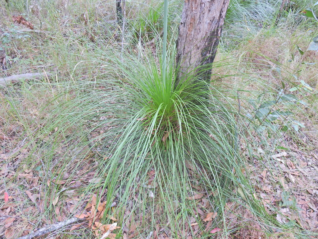 Xanthorrhoea latifolia A.T.Lee 2