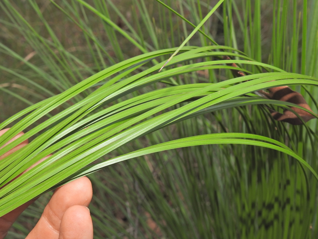Xanthorrhoea latifolia A.T.Lee 3