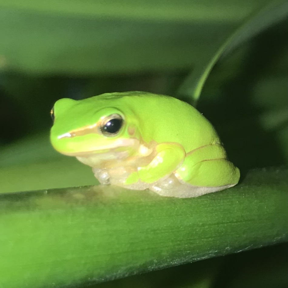 Eastern Dwarf Tree Frog in December 2022 by Sock · iNaturalist