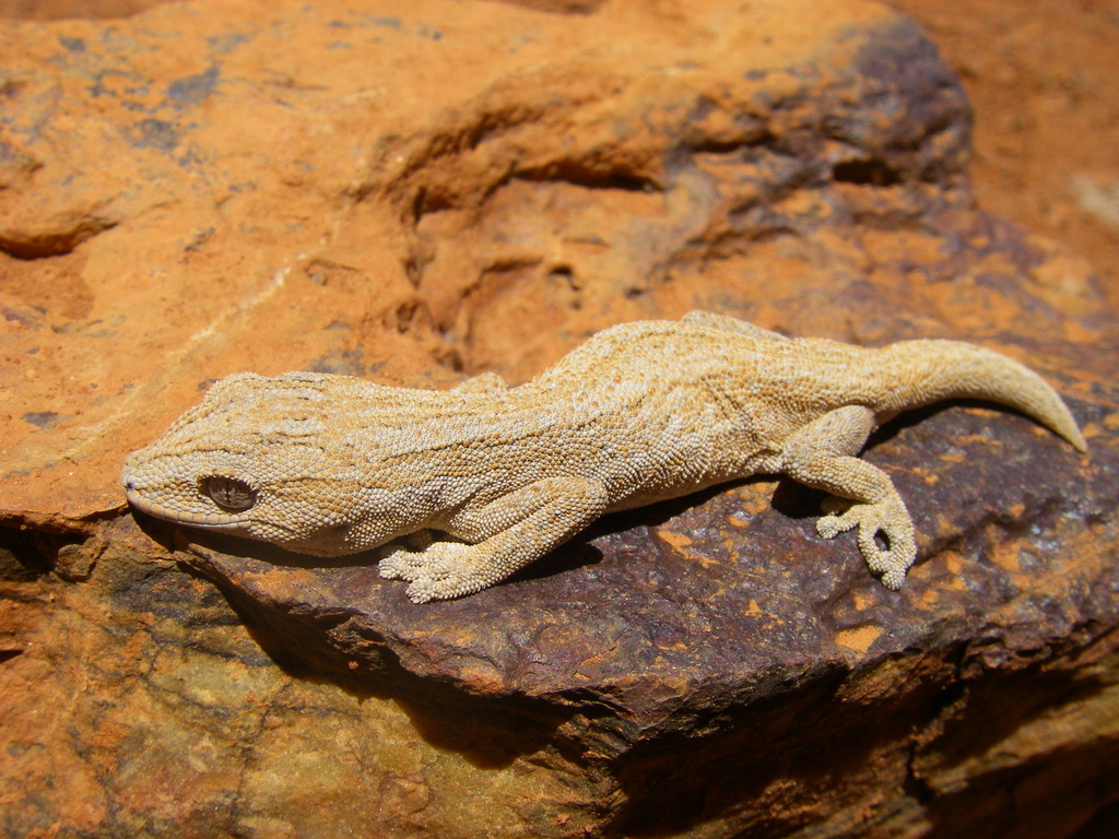 Mount Augustus Spiny-Tailed Gecko