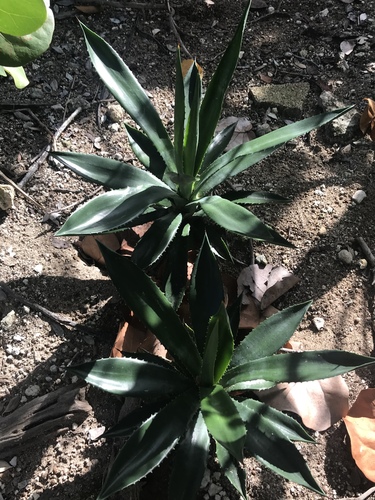 Agave caymanensis