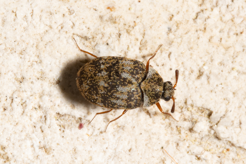 Anthrenus polonicus