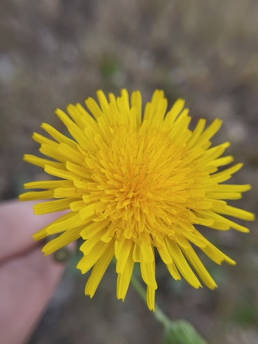Representative image of Sonchus arvensis