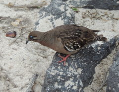 Zenaida galapagoensis