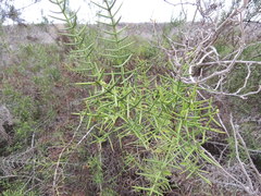 Scutia spicata pauciflora