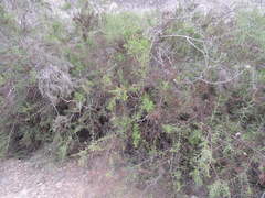 Scutia spicata pauciflora