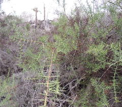 Scutia spicata pauciflora