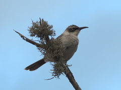 Mimus parvulus barringtoni