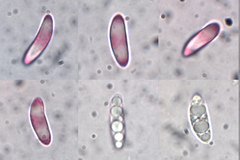 Microglossum tenebrosum image
