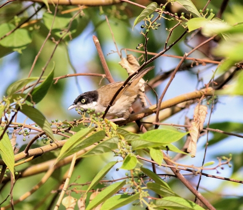 Dark-fronted Babbler (Dumetia atriceps), photo 2
