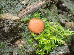 Scutellinia pseudotrechispora image