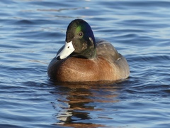 Anas platyrhynchos × Mareca americana