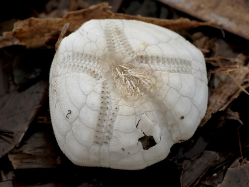 Echinocardium mediterraneum
