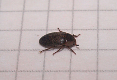 Dermestes maculatus