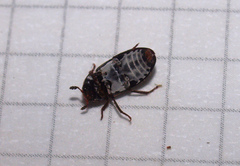 Dermestes maculatus