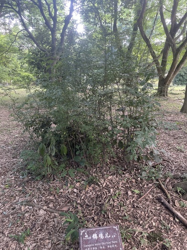 Caragana sinica iNat (2)