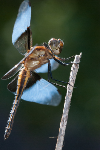Widow Skimmer, photo 5 of 8