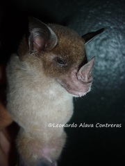 Phyllostomus discolor