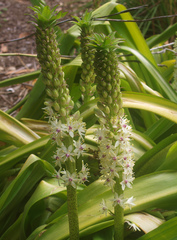 Eucomis comosa