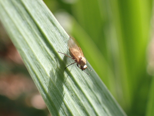 Wheat Bulb Fly