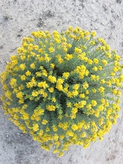 Isocoma hartwegii