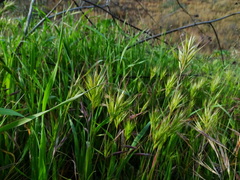 Bromus madritensis