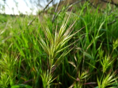 Bromus madritensis