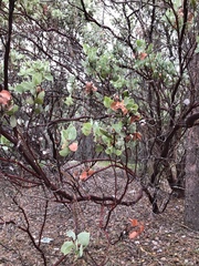 Arctostaphylos viscida mariposa
