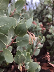 Arctostaphylos viscida mariposa