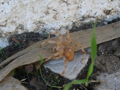 Araneus pallidus