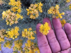 Isocoma hartwegii