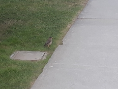 Turdus falcklandii
