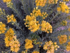 Isocoma hartwegii