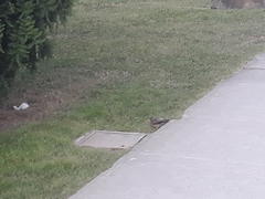 Turdus falcklandii