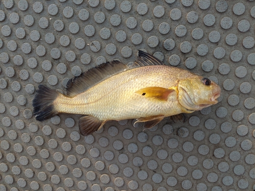 Australian croaker (Johnius australis) — Sciaenidae — 3