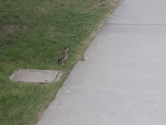 Turdus falcklandii