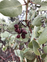 Arctostaphylos viscida mariposa