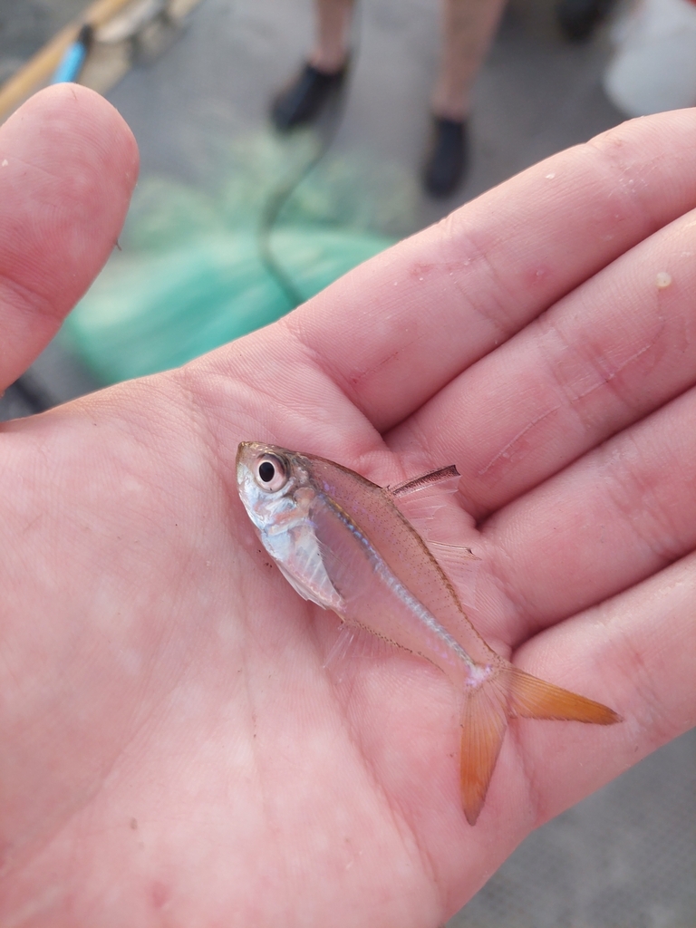 Estuary Glassfish from Dutton Park QLD 4102, Australia on June 28, 2023
