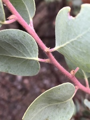 Arctostaphylos viscida mariposa